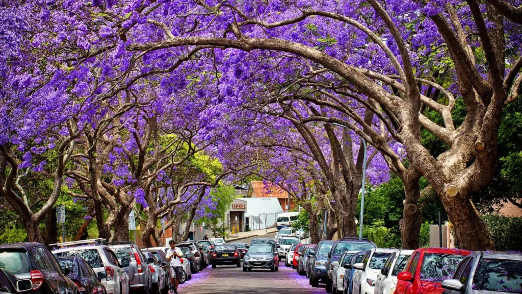 kirribilli buyers agent